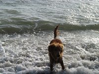 Goliath (4)